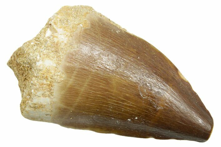Fossil Mosasaur (Thalassotitan) Tooth - Morocco #364066